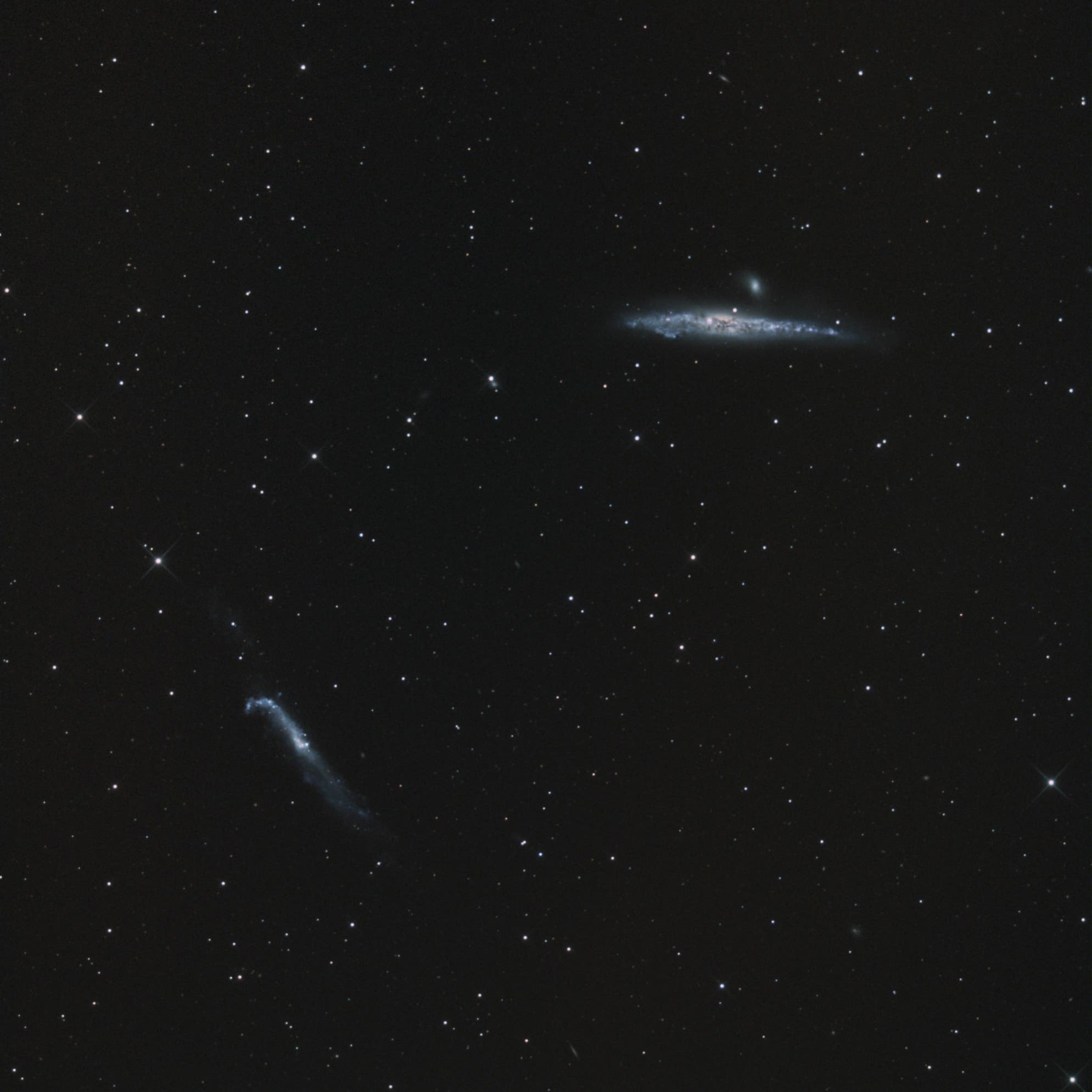 NGC 4631 und NGC 4656 Spektrum der Wissenschaft